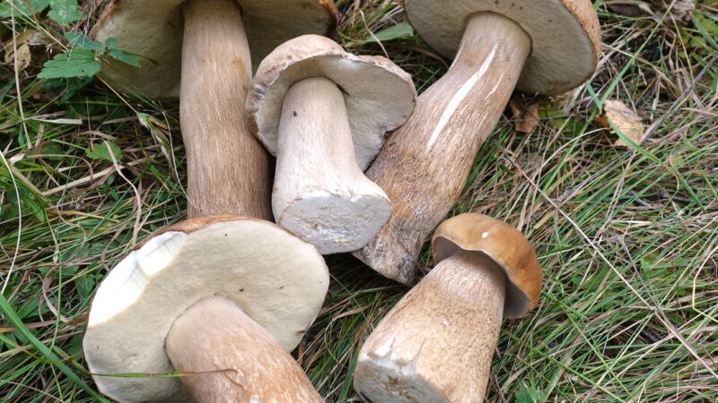 a close up shot of mushrooms