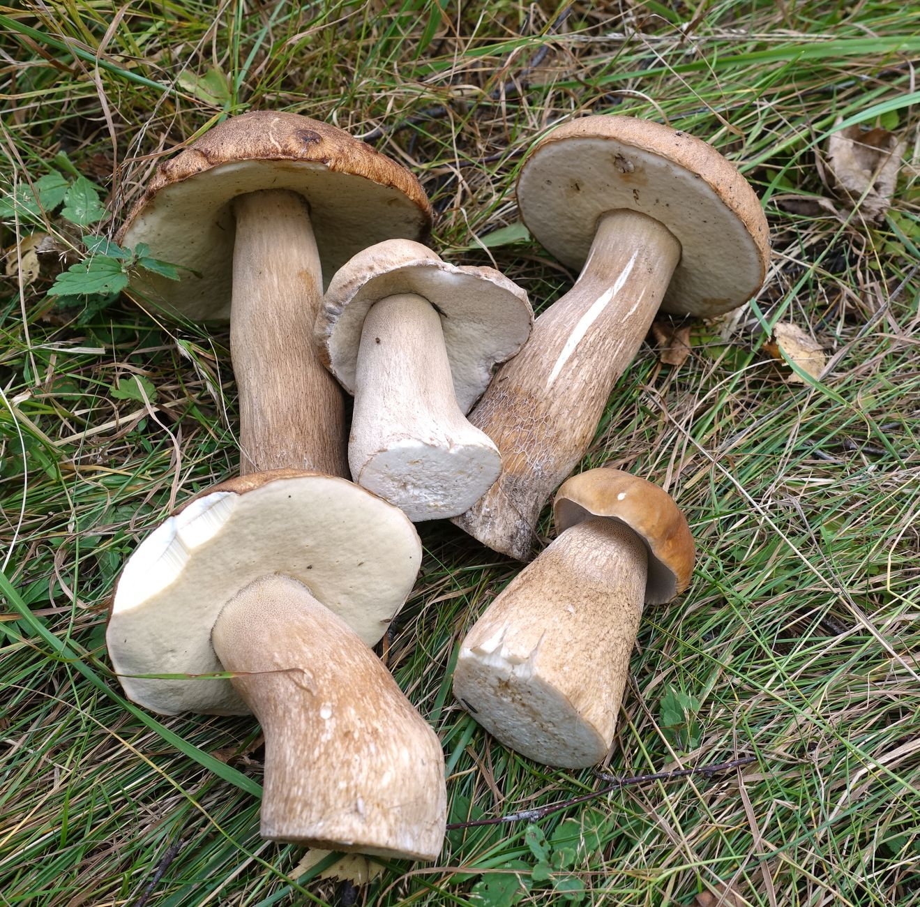 Mushroom picking season